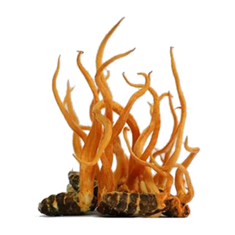 Thành phần của đông trùng hạ thảo nuôi trồng